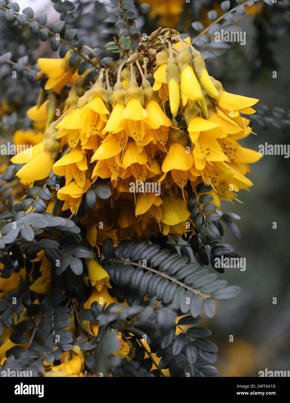 Weeping Kōwhai or Small-leaved Kōwhai, Sophora microphylla 'Sun King', Fabaceae. Stock Photo