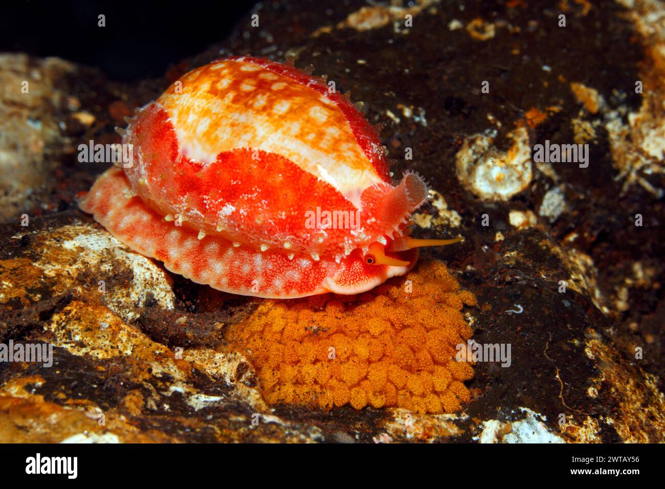 Chinese Cowry or Cowrie, Ovatipsa chinensis, with orange egg mass. Previously described as Cypraea chinensis and Cribraria chinensis. Tulamben, Bali Stock Photo