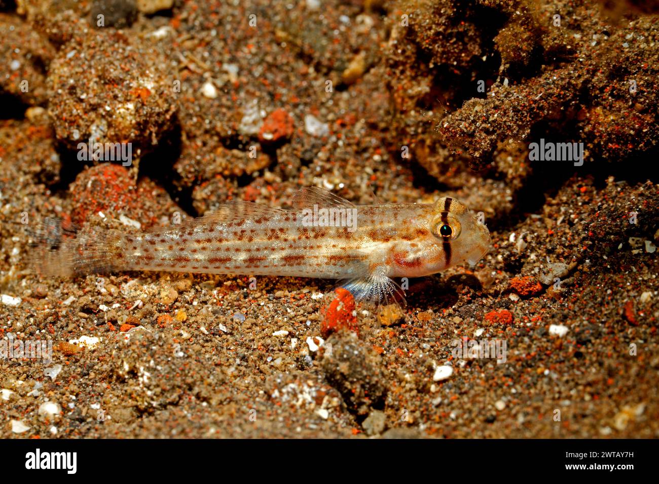 Eyebar Goby, Gnatholepis anjerensis. Possibly Gnatholepis cauerensis. Also known as a Shoulderspot Goby. Tulamben, Bali, Indonesia. Bali Sea Stock Photo