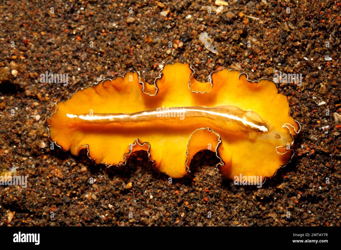 Yellow Marine Flatworm, Pseudobiceros sp, possibly a colour variation of Pseudobiceros  flowersi. Tulamben, Bali, Indonesia. Bali Sea, Indian Ocean Stock Photo