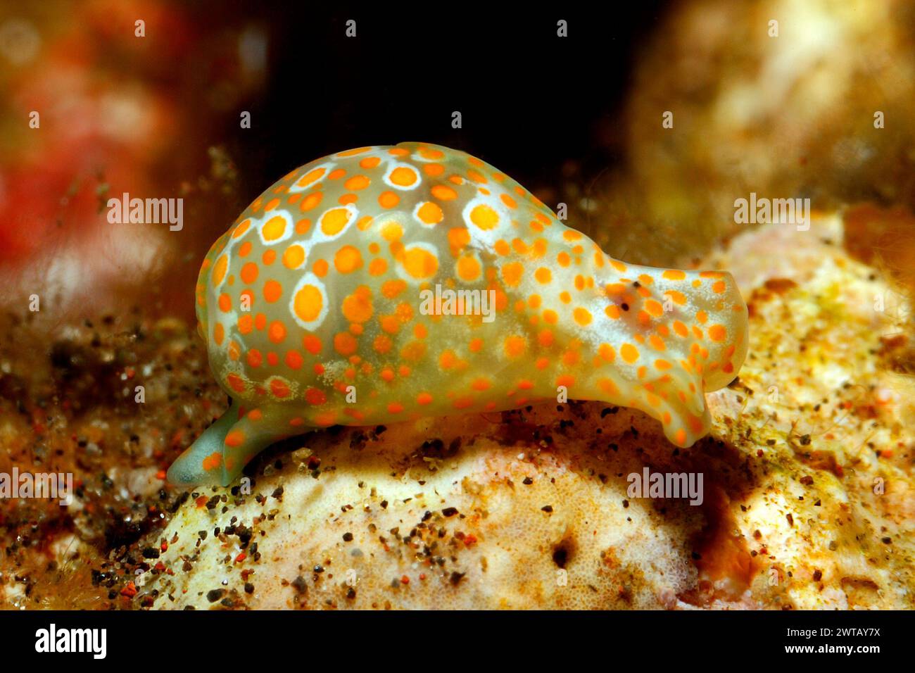 Orange-Spotted Glassy-Bubble Snail, Lamprohaminoea cymbalum. Previously described as Haminoea cymbalum. Tulamben, Bali, Indonesia. Bali Sea Stock Photo