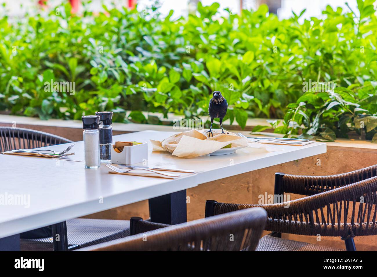 View of a tropical bird sitting on a table in a restaurant amid remnants of food and dirty dishes. Curacao. Stock Photo
