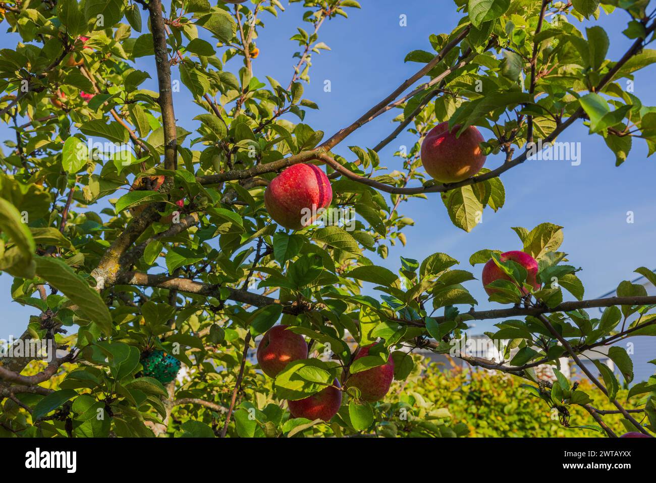 Beautiful view of a garden with apples growing on a tree on a clear sunny day. Stock Photo
