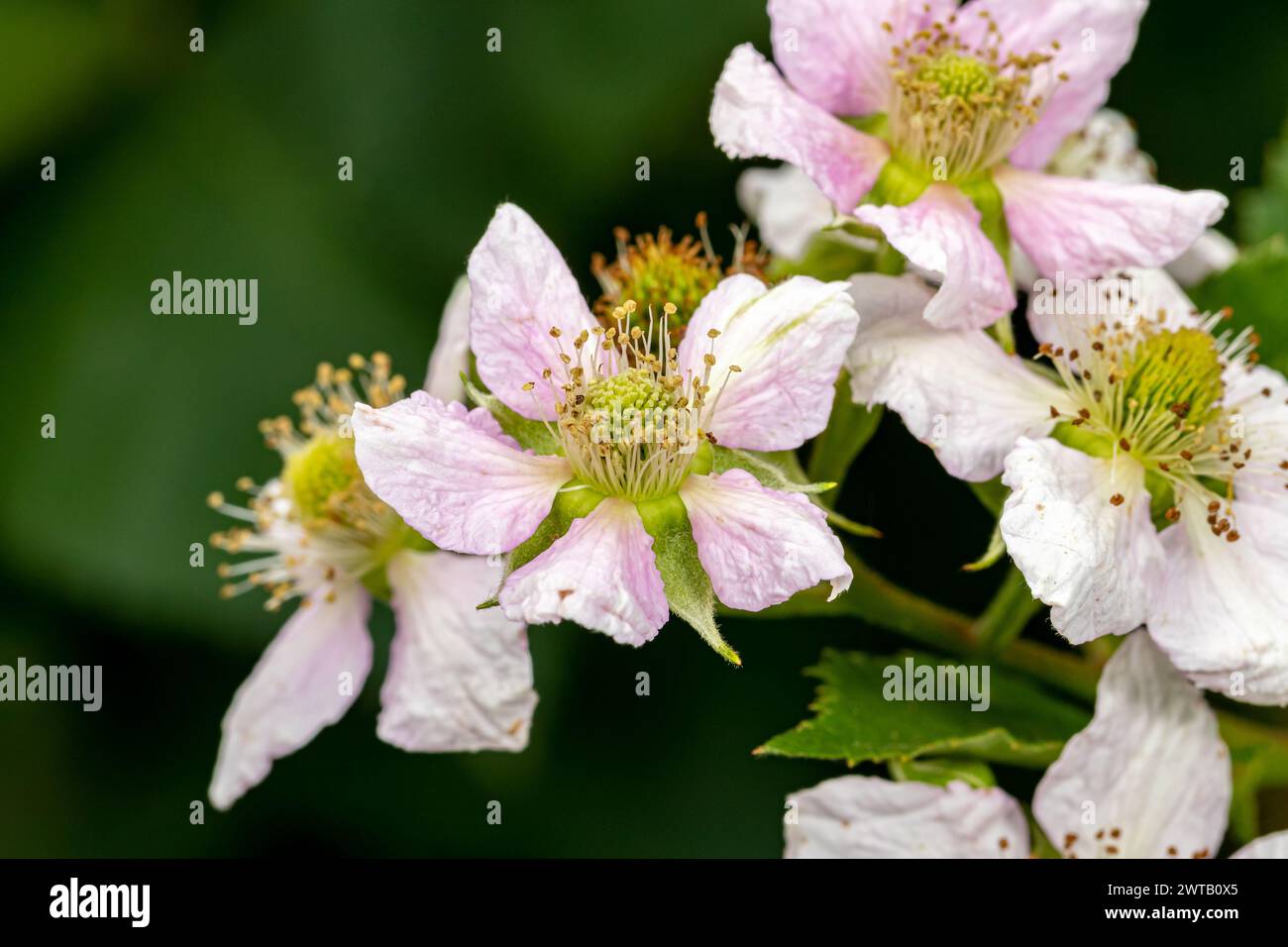 Blackberry plant with blooming flowers growing in garden. Gardening, horticulture and fruit farming concept. Stock Photo