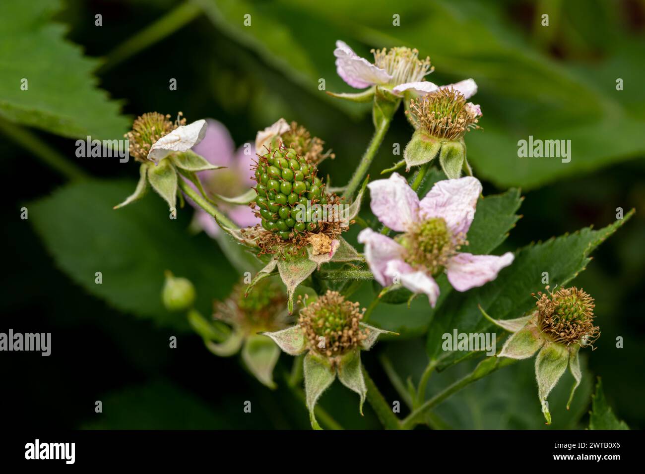 Blackberry plant flower and fruit growing in garden. Gardening, horticulture and farming concept Stock Photo