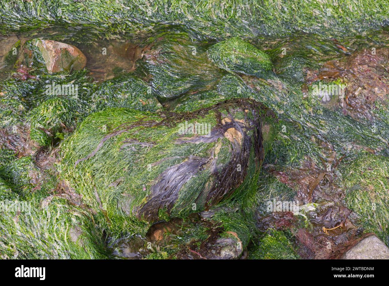seaweed over rocks in the ocean Stock Photo