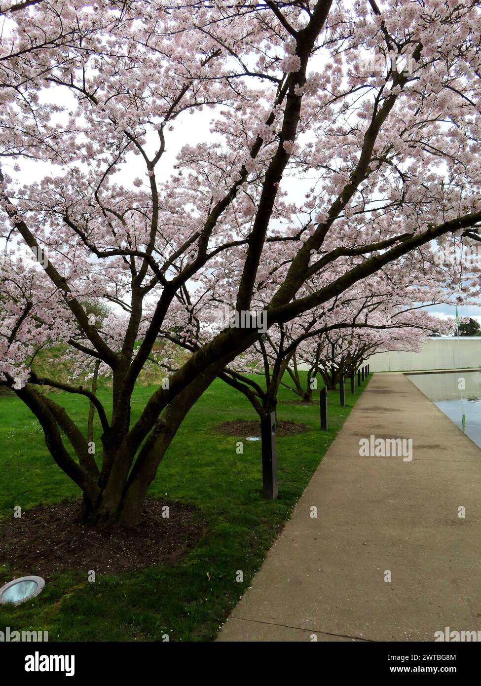 Blick auf die Zierkirschen bei der ehemaligen Raketenstation in der