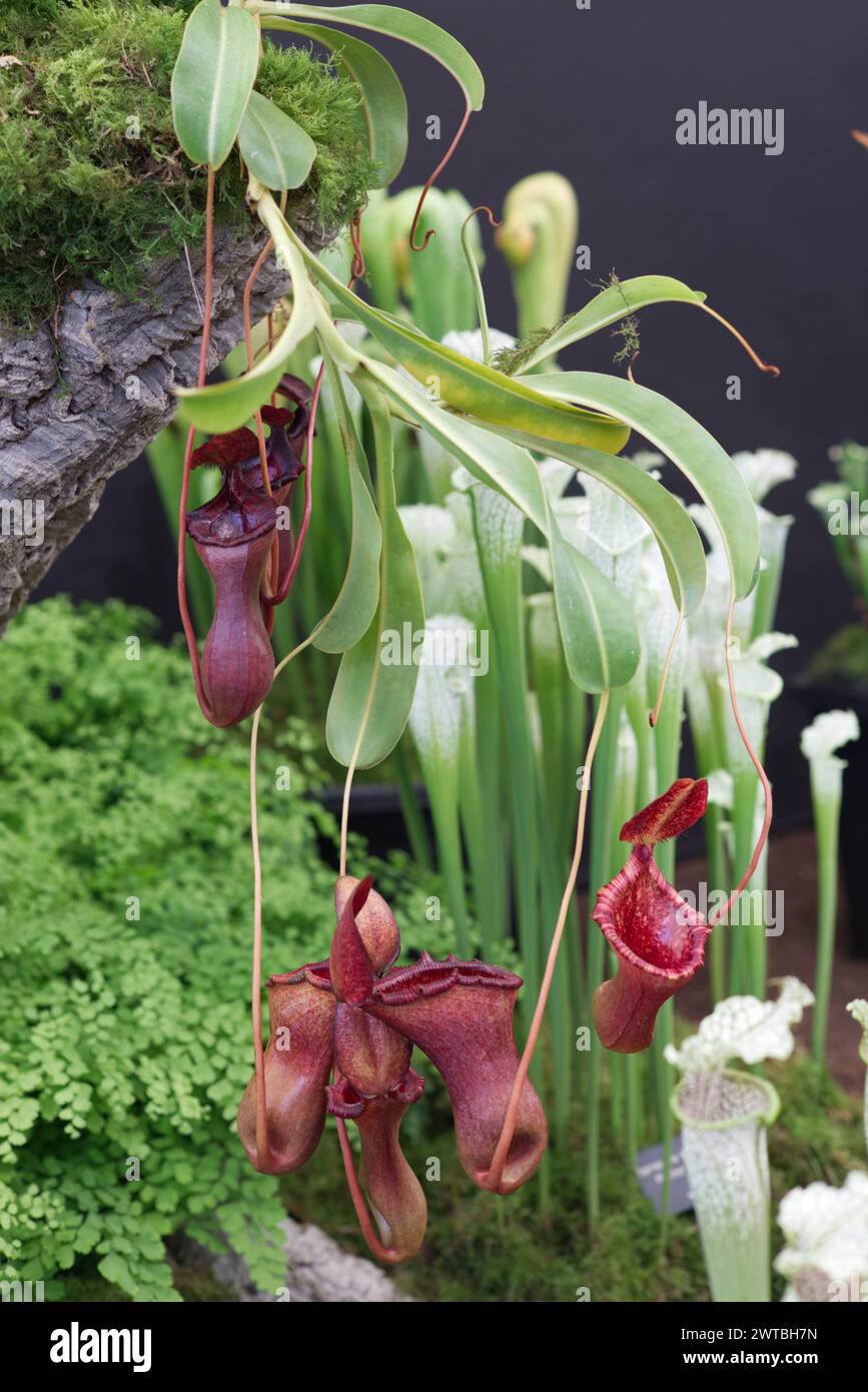 Botanical garden pitcher plants hi-res stock photography and images - Alamy