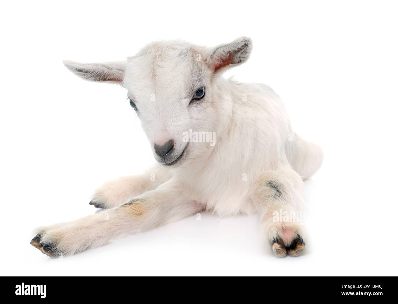 baby goat in front of white background Stock Photo