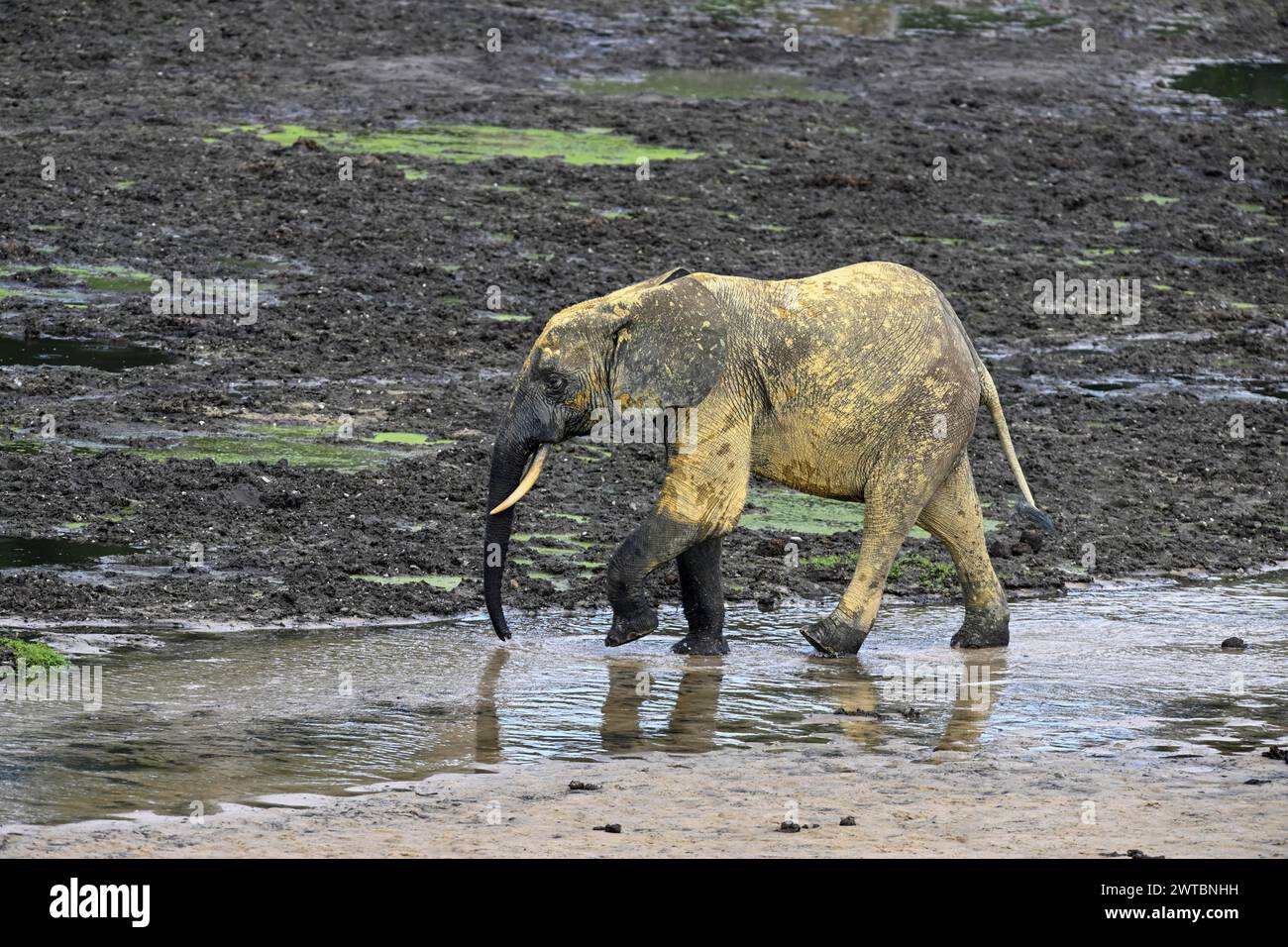 African forest elephant (Loxodonta cyclotis) in the Dzanga Bai forest clearing, Dzanga-Ndoki National Park, Unesco World Heritage Site, Dzanga-Sangha Stock Photo