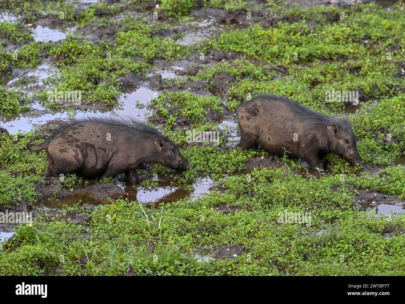 Giant forest hog (Hylochoerus meinertzhageni) in the Dzanga Bai forest ...