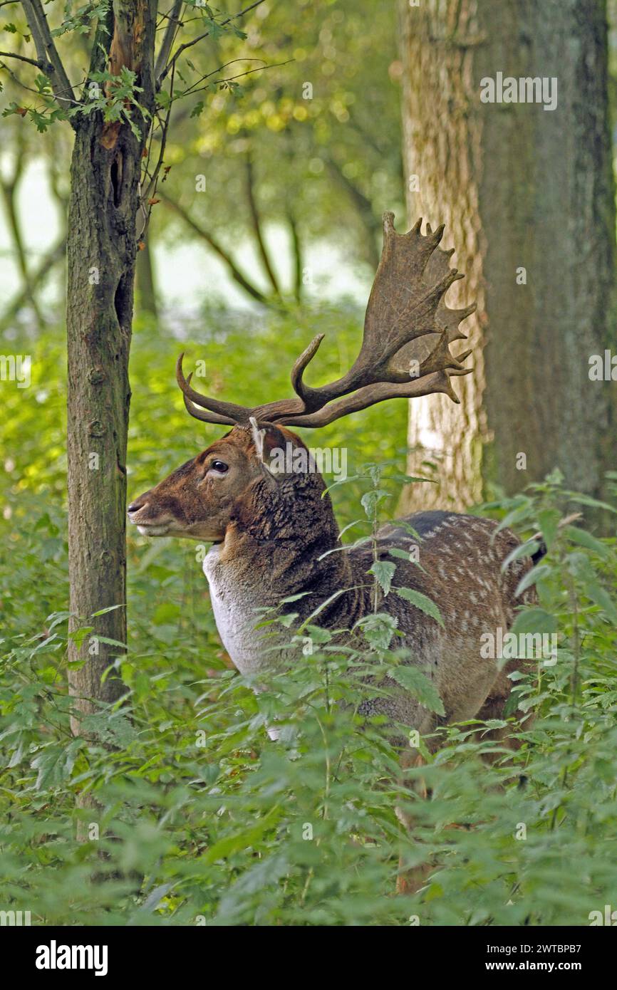 Fallow deer (Dama dama), A stag rests hidden in the green undergrowth ...