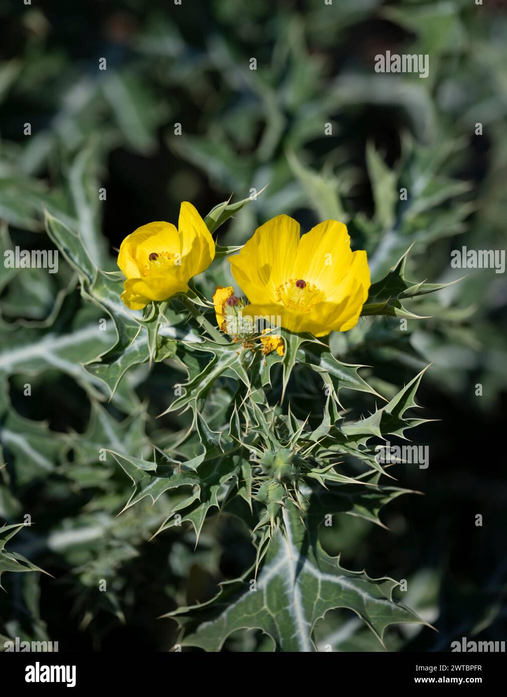 Yellow flower on spiny plant, Mexican spiked poppy (Argemone mexicana), Krugegr National Park, South Africa Stock Photo