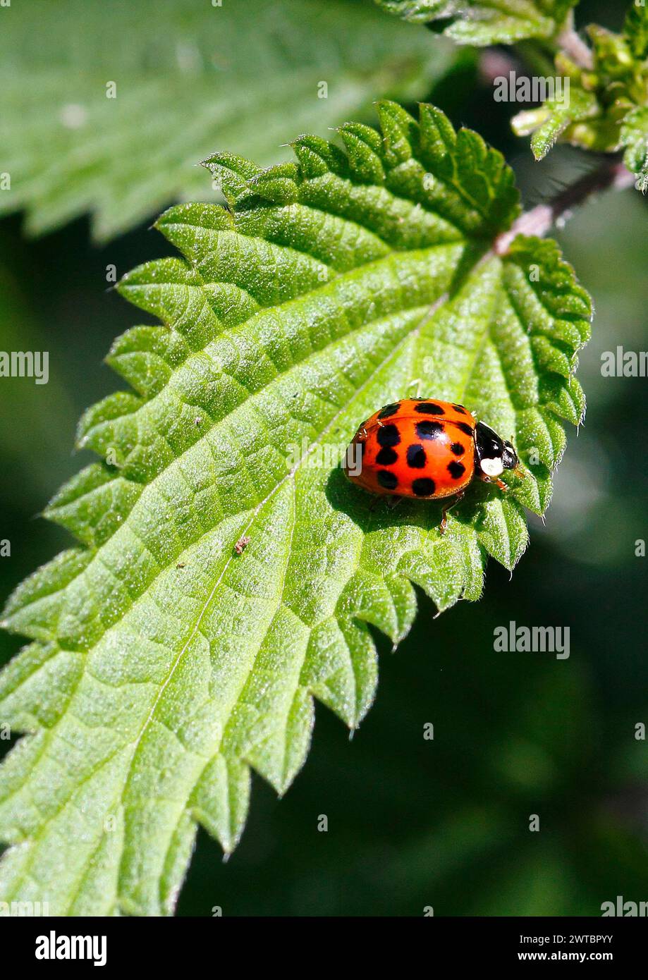 Asian lady beetle (Harmonia axyridis), multicoloured or harlequin ladybird on leaf, North Rhine-Westphalia, Germany Stock Photo