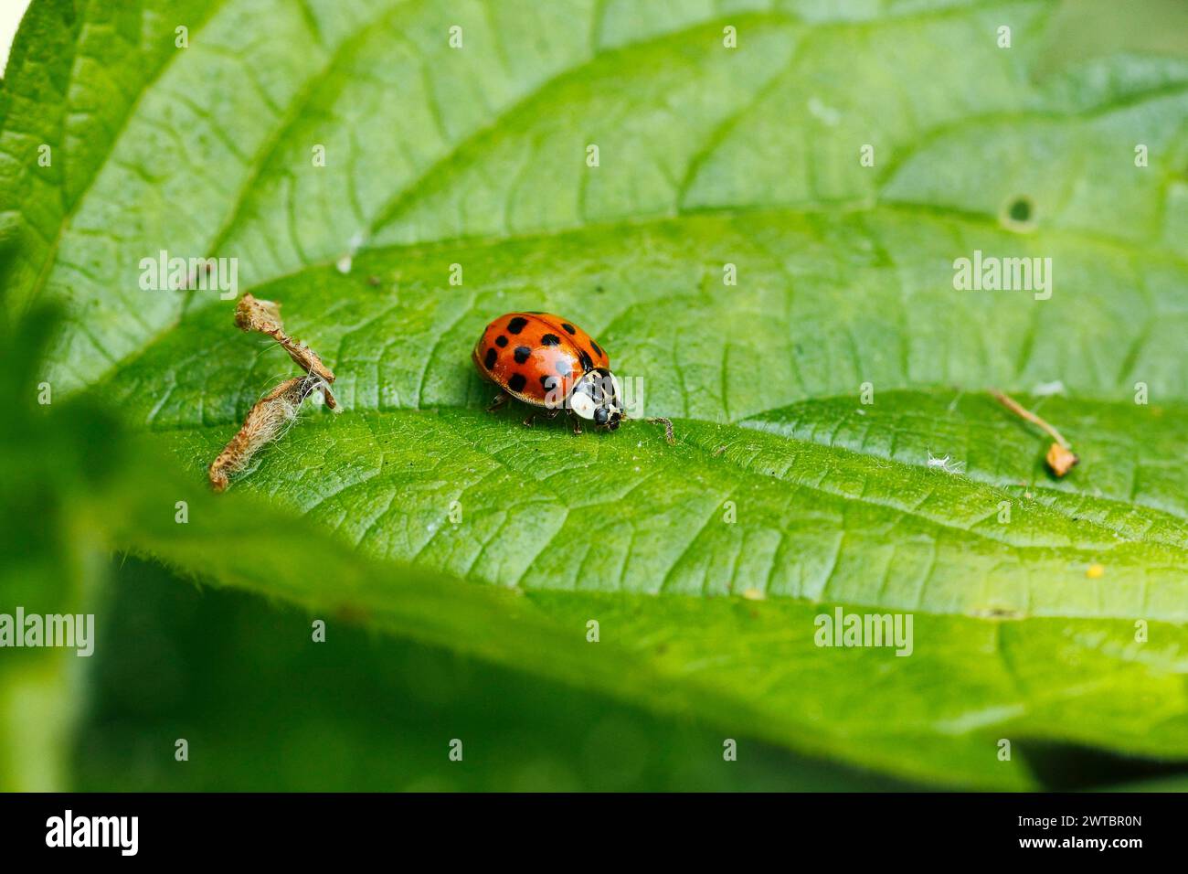 Asian lady beetle (Harmonia axyridis), multicoloured or harlequin ladybird on leaf, North Rhine-Westphalia, Germany Stock Photo