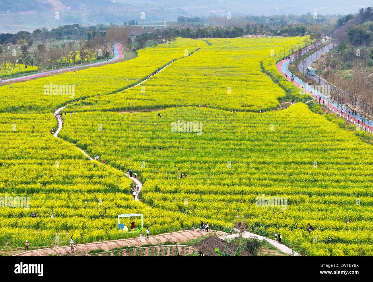 (240317) -- CHONGQING, March 17, 2024 (Xinhua) -- An aerial drone photo shows fields of cole flowers at Guangyang Isle in southwest China's Chongqing, March 16, 2024. Guangyang Isle, the most extensive green island in the upper reaches of the Yangtze River, has been turned into an ecological restoration and protection 'classroom' for ecotourists and school children.The local ecosystem and biodiversity were once seriously threatened due to real-estate projects in the area. However, the local government brought harmful projects of this sort to a halt in 2017, starting the restoration of the envi Stock Photo
