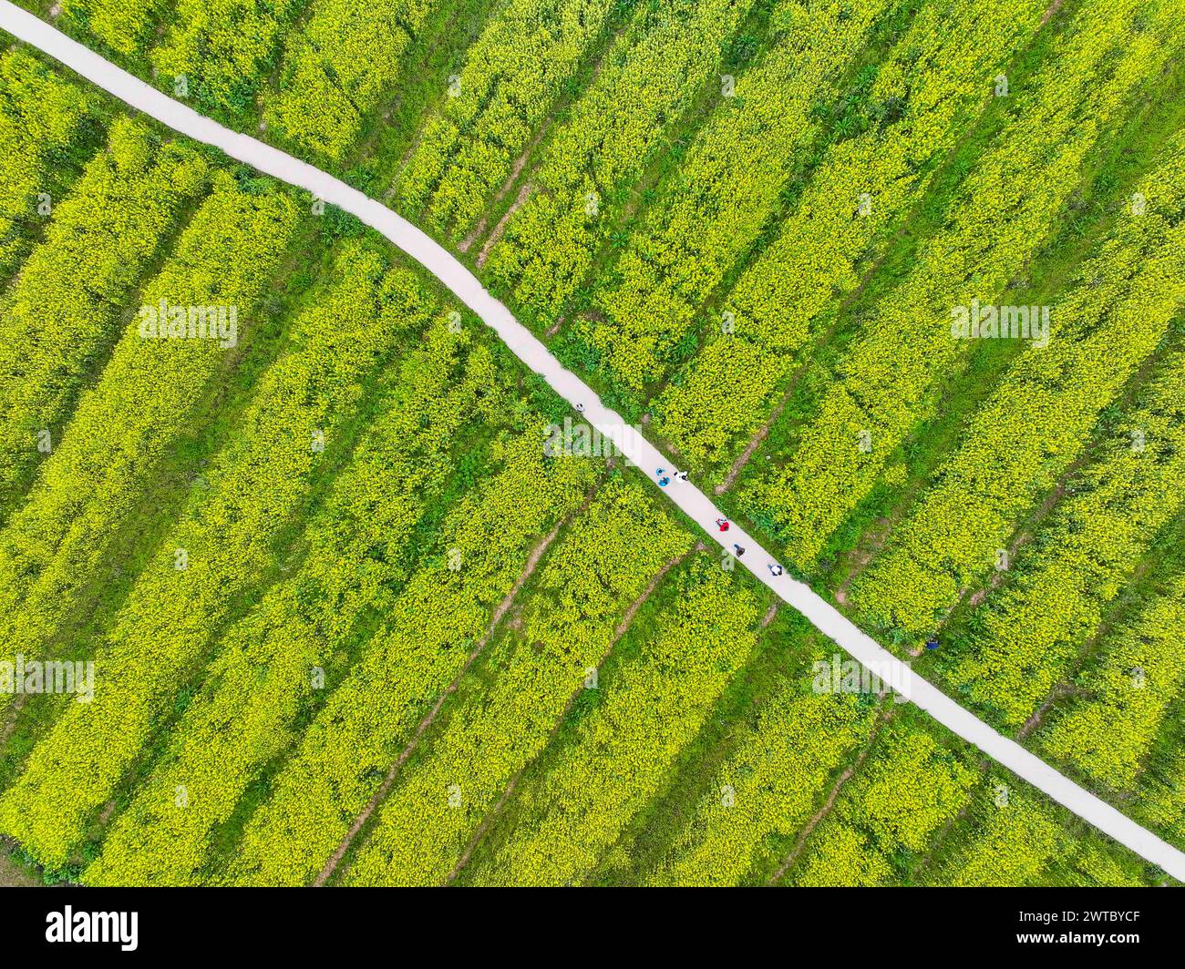 (240317) -- CHONGQING, March 17, 2024 (Xinhua) -- An aerial drone photo shows fields of cole flowers at Guangyang Isle in southwest China's Chongqing, March 16, 2024. Guangyang Isle, the most extensive green island in the upper reaches of the Yangtze River, has been turned into an ecological restoration and protection 'classroom' for ecotourists and school children.The local ecosystem and biodiversity were once seriously threatened due to real-estate projects in the area. However, the local government brought harmful projects of this sort to a halt in 2017, starting the restoration of the envi Stock Photo