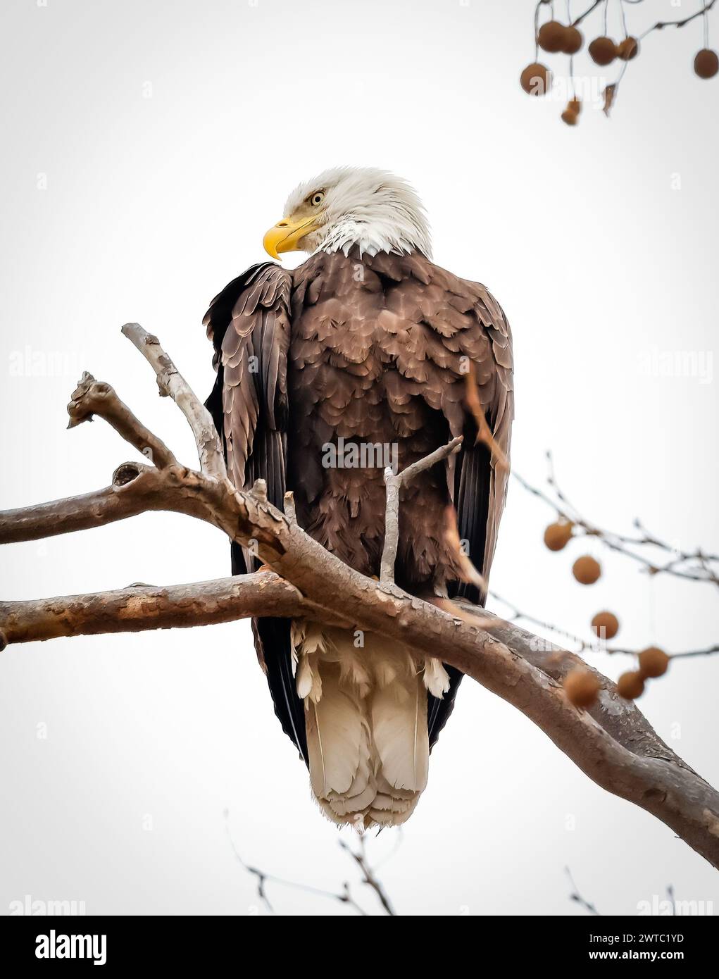 The bald eagle sitting on a branch hi-res stock photography and images ...
