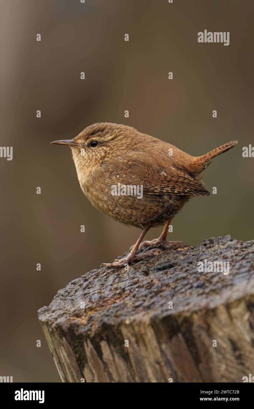 A tiny Wren perched on a wooden surface Stock Photo