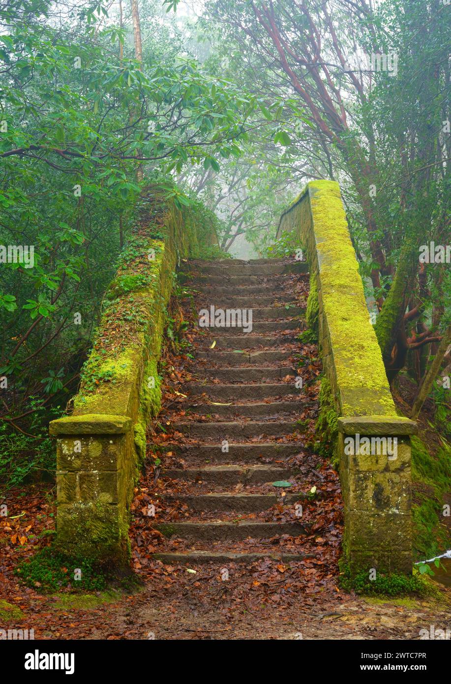 Old moss covered sandstone steps. Stock Photo