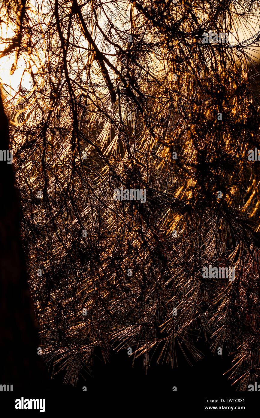 Pine leaves at sunset in Alhambra Stock Photo