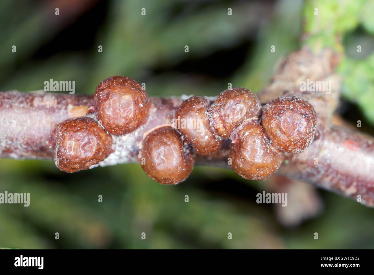 Fletcher scale, Arborvitae soft scale, Thuja soft scale (Parthenolecanium fletcheri (Cockerell) (Hemiptera: Coccidae). Insects on the thuja shoot in t Stock Photo