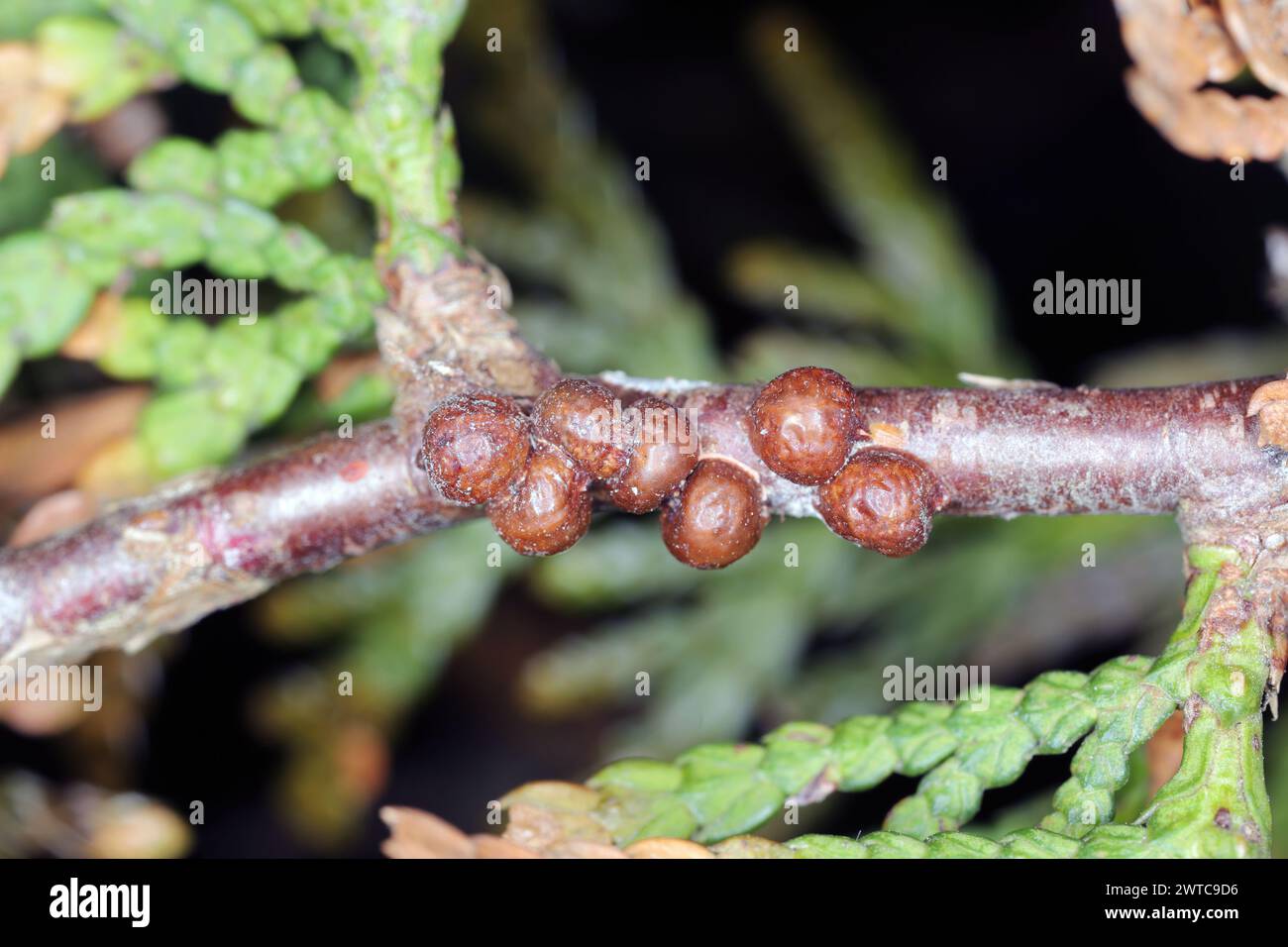 Fletcher scale, Arborvitae soft scale, Thuja soft scale (Parthenolecanium fletcheri (Cockerell) (Hemiptera: Coccidae). Insects on the thuja shoot in t Stock Photo