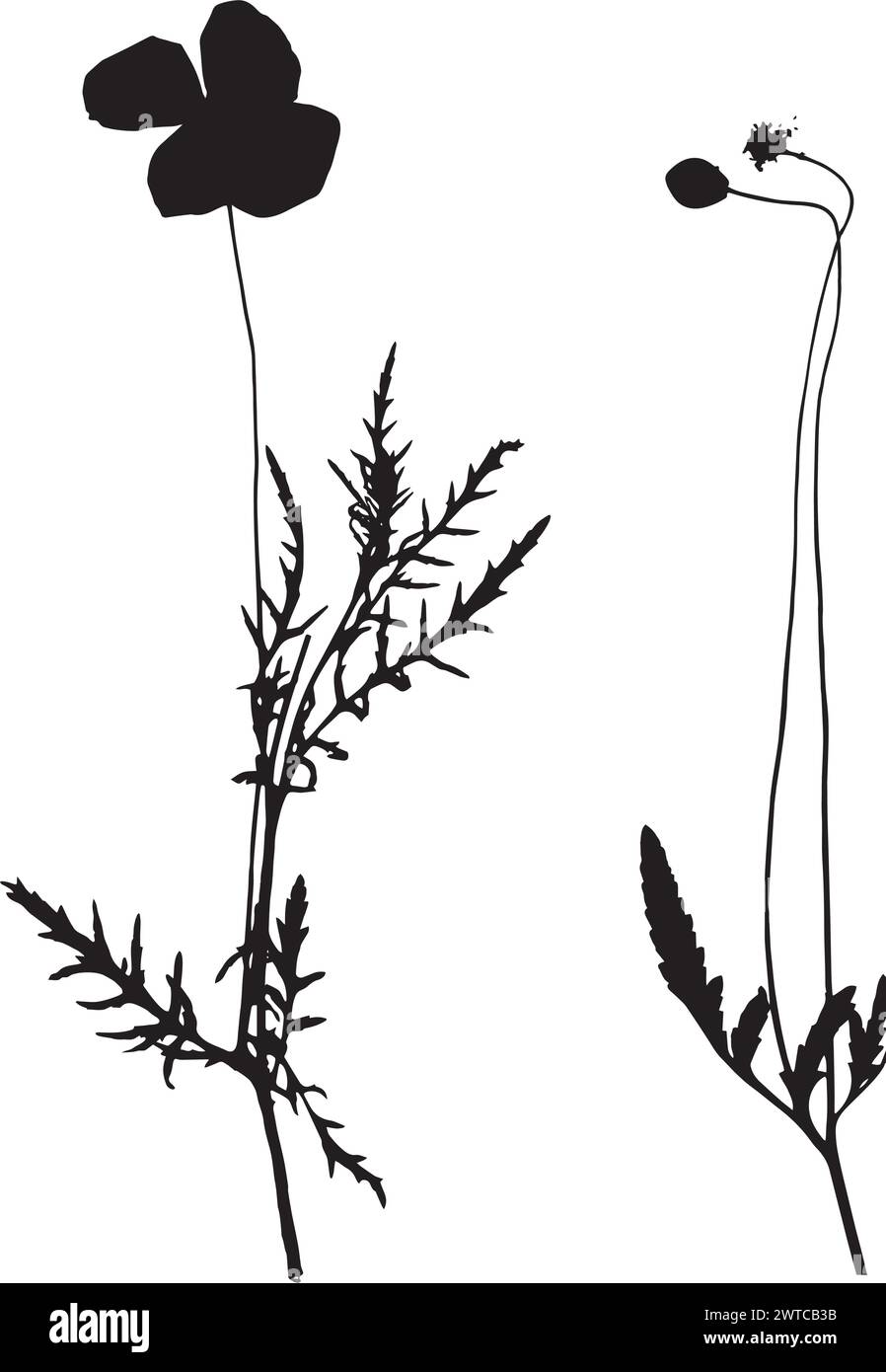 Papaver rhoeas flower, vector illustration from a herbarium. Stock Vector