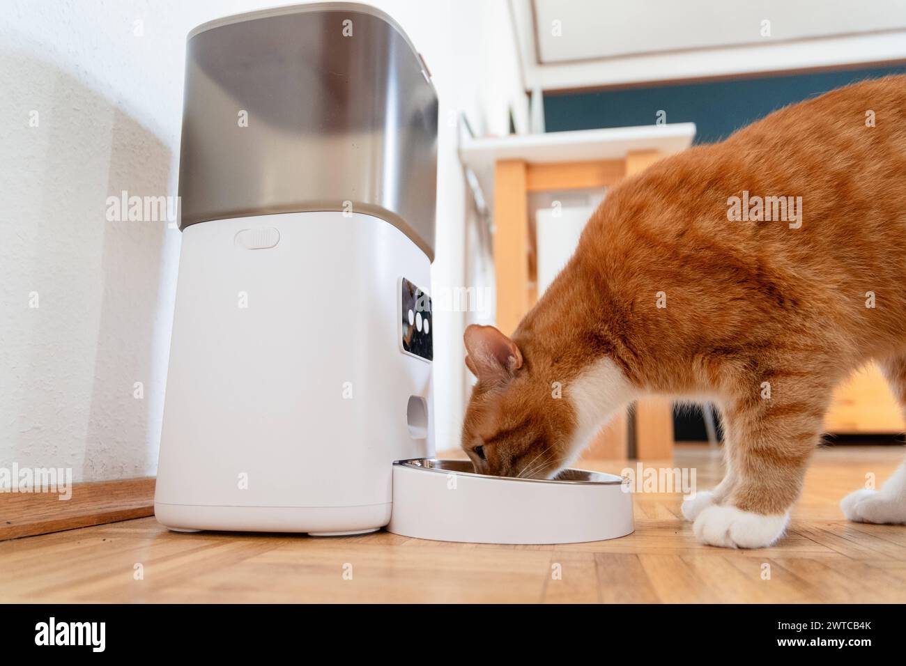 Eine rote Katze frißt Trockenfutter aus einem Futterautomaten in einer Wohnung in Düsseldorf, Deutschland Düsseldorf Nordrhein-Westfalen Deutschland * Stock Photo