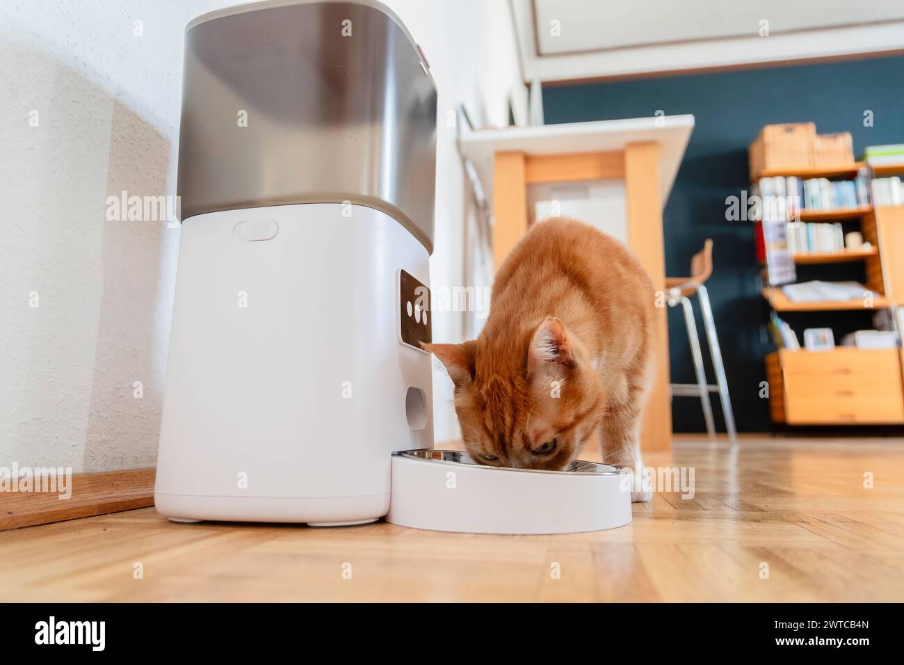Eine rote Katze frißt Trockenfutter aus einem Futterautomaten in einer Wohnung in Düsseldorf, Deutschland Düsseldorf Nordrhein-Westfalen Deutschland * Stock Photo