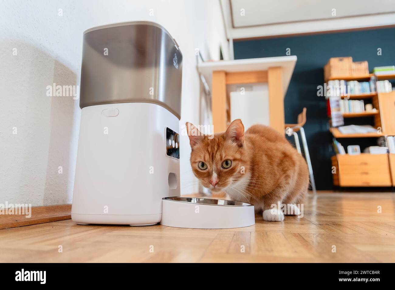 Eine rote Katze frißt Trockenfutter aus einem Futterautomaten in einer Wohnung in Düsseldorf, Deutschland Düsseldorf Nordrhein-Westfalen Deutschland * Stock Photo