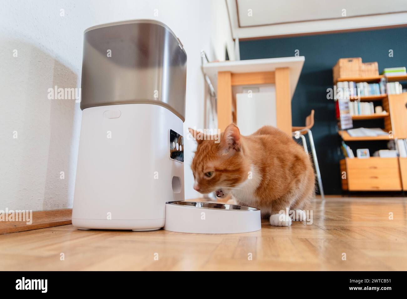 Eine rote Katze frißt Trockenfutter aus einem Futterautomaten in einer Wohnung in Düsseldorf, Deutschland Düsseldorf Nordrhein-Westfalen Deutschland * Stock Photo