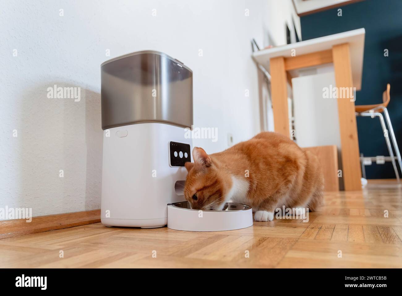 Eine rote Katze frißt Trockenfutter aus einem Futterautomaten in einer Wohnung in Düsseldorf, Deutschland Düsseldorf Nordrhein-Westfalen Deutschland * Stock Photo