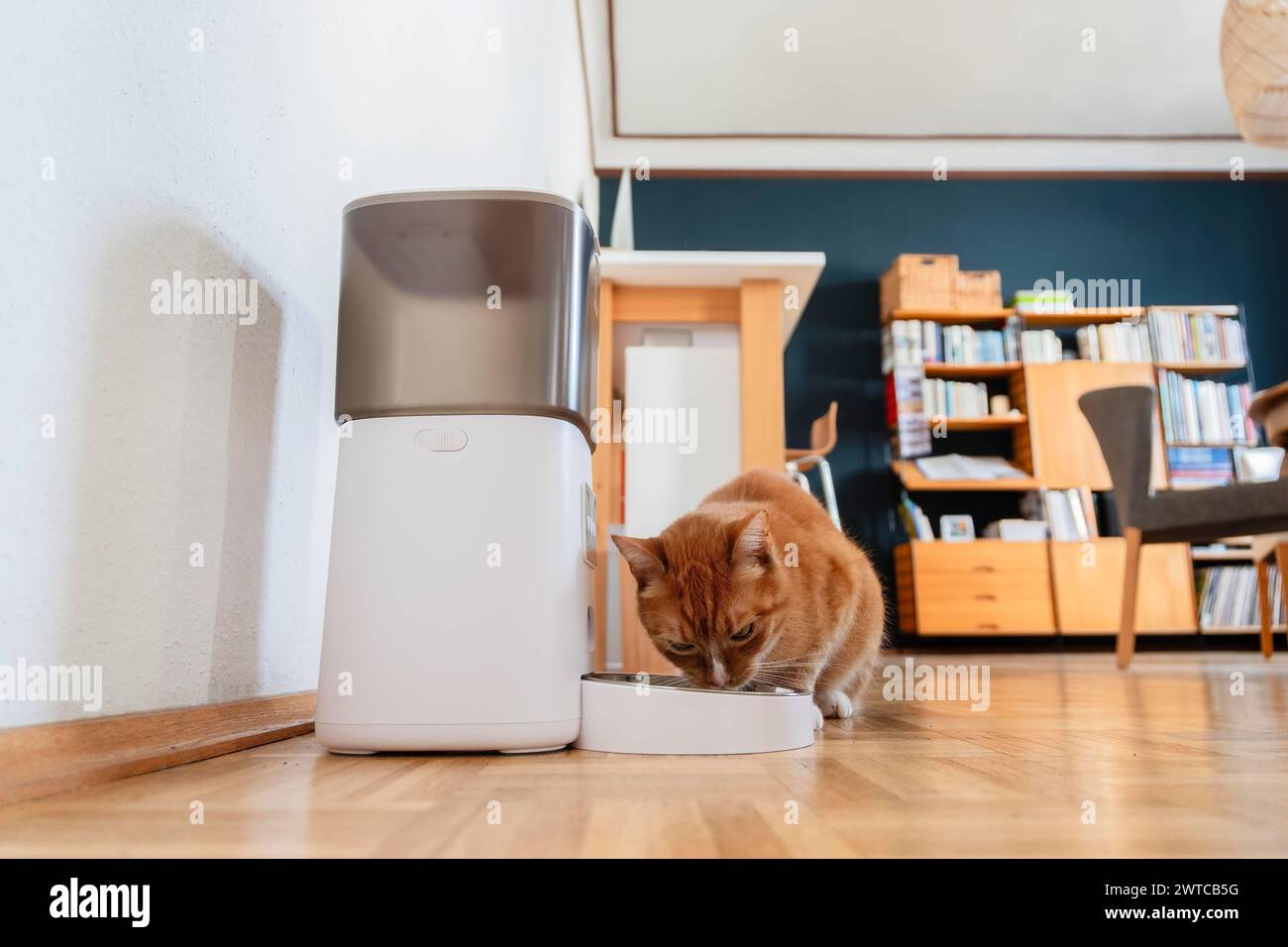 Eine rote Katze frißt Trockenfutter aus einem Futterautomaten in einer Wohnung in Düsseldorf, Deutschland Düsseldorf Nordrhein-Westfalen Deutschland * Stock Photo