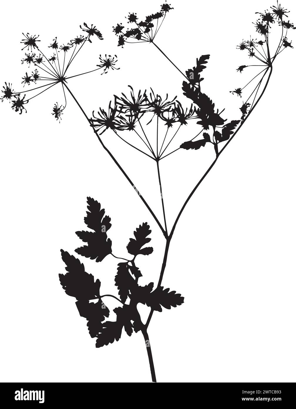 Chervil plant, vector illustration from a herbarium. Stock Vector