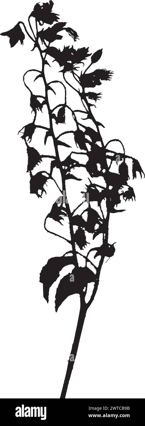 Borage officinalis plant, vector illustration taken from a herbarium ...