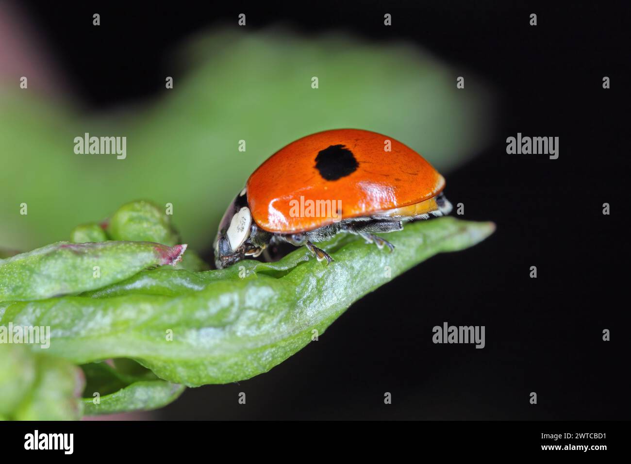 Two spotted lady beetle (Adalia bipunctata) on green leaf. Stock Photo