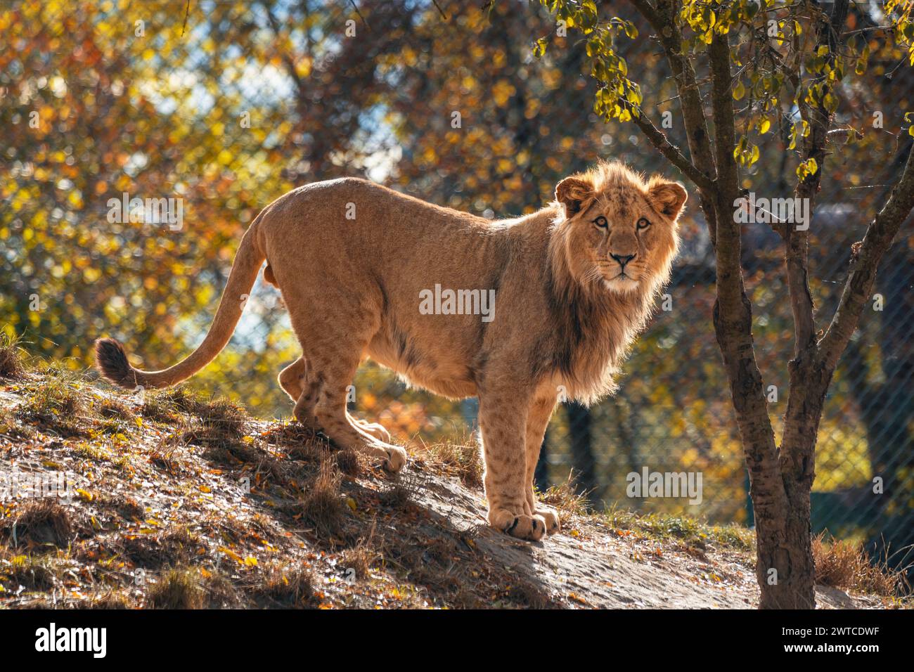 Young male barbary lion standing and looking into the camera. The barbary lion, also called the North African lion, Atlas lion and Egyptian lion. Stock Photo