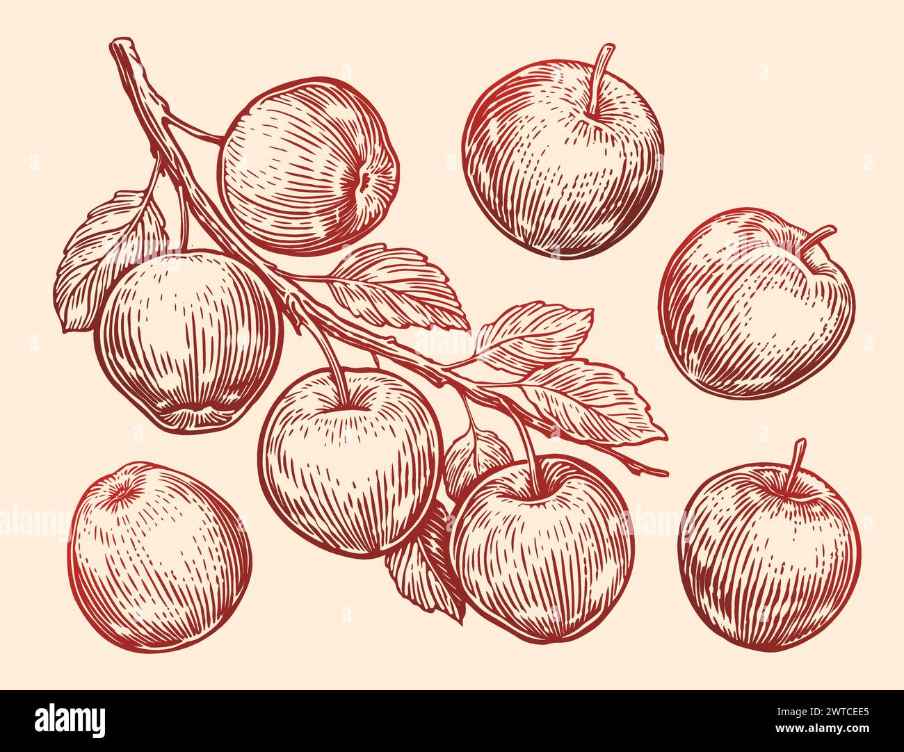 Hand drawn Apples with leaves on branch. Fruit sketch vector illustration. Vintage style engraving Stock Vector