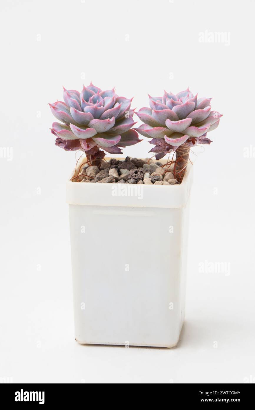 Succulent Echeveria Sp in white plastic pot Stock Photo
