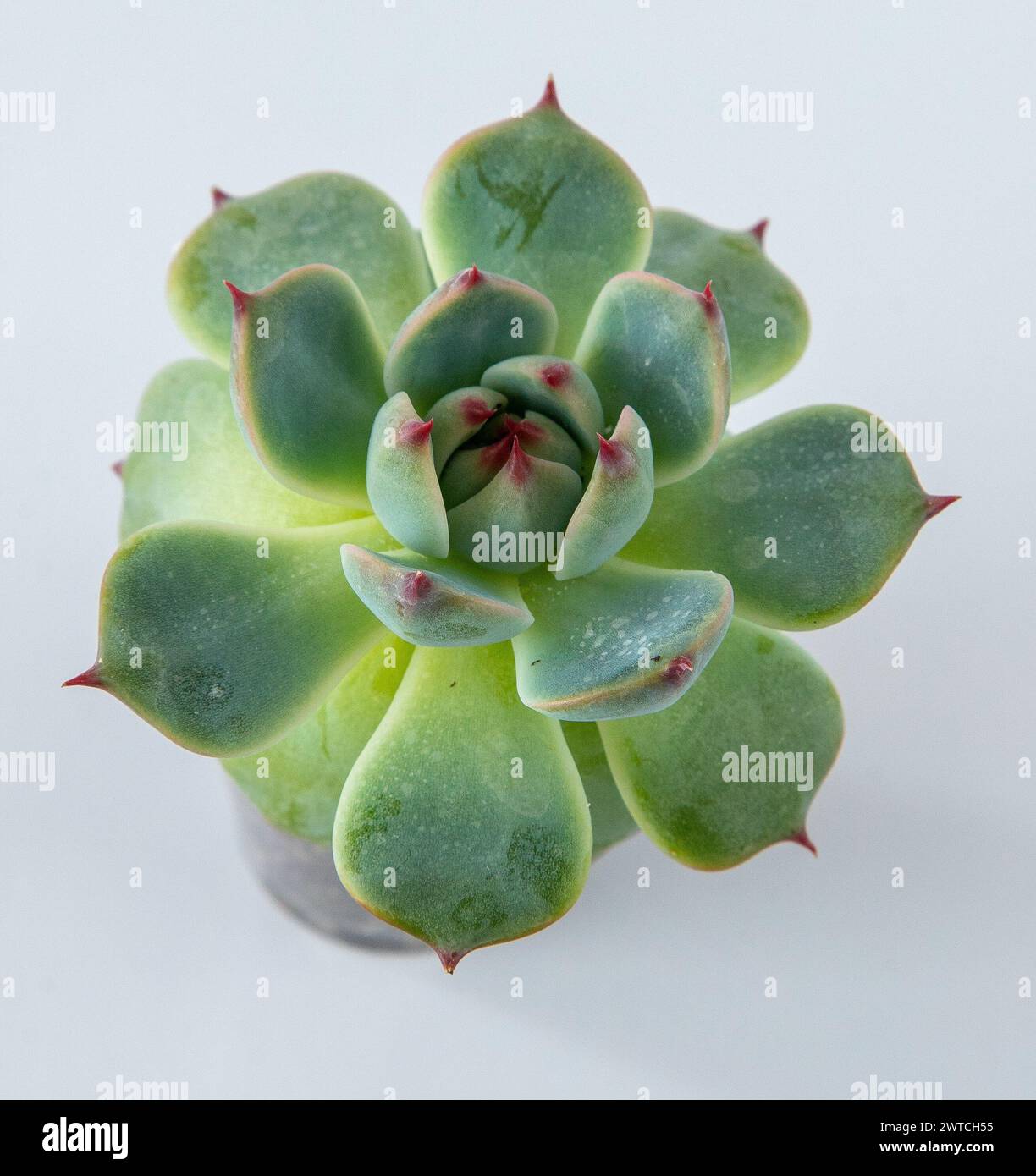 Haworthia Cooperi Plant Succulent In Pot Green Little Flower On White haworthia-cooperi-plant-succulent-in-pot-green-little-flower-on-white