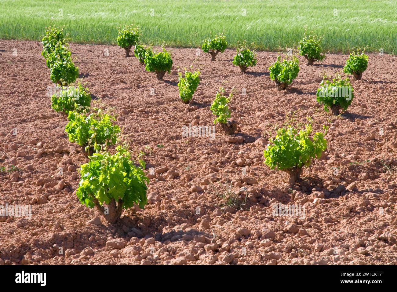 Vineyard. La Manchuela, Albacete province, Castilla La Mancha, Spain. Stock Photo