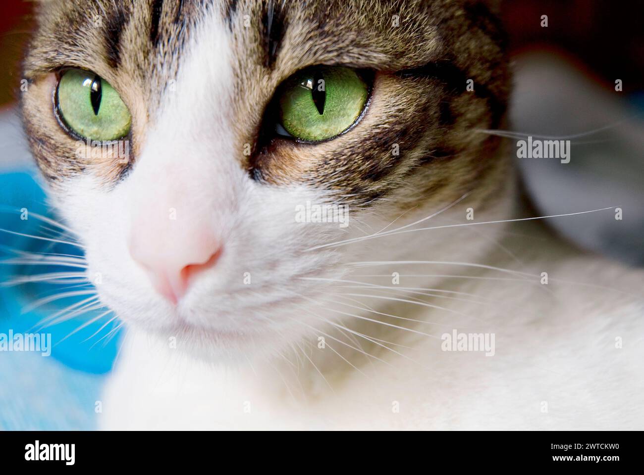 Closeup view of cats nose Stock Photo - Alamy