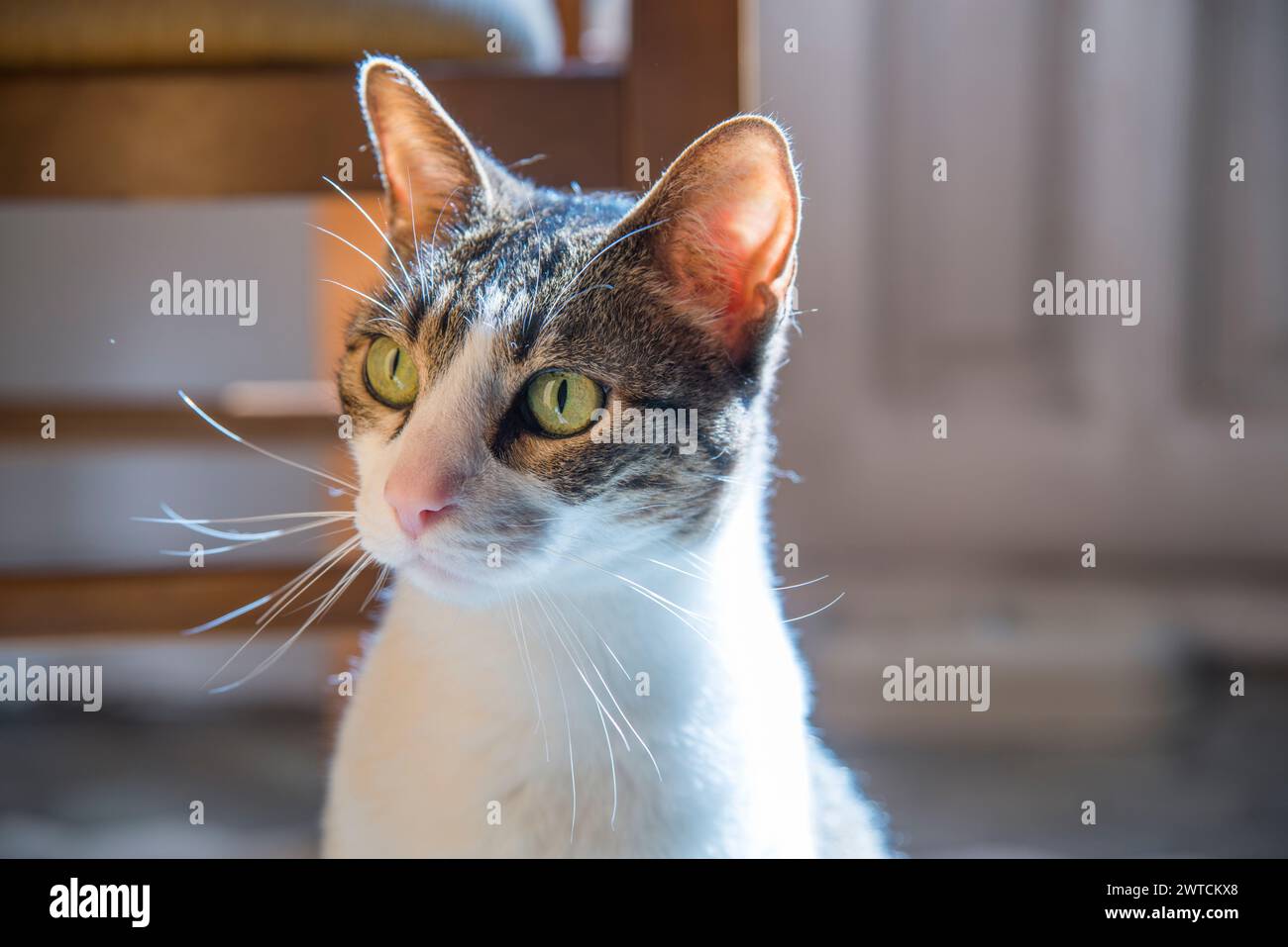 Portrait of tabby and white cat at home. Stock Photo