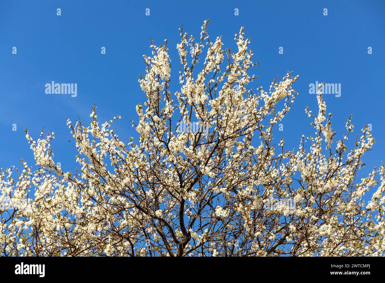 white flowering blackthorn bush or tree on blue sky background, springtime view Stock Photo