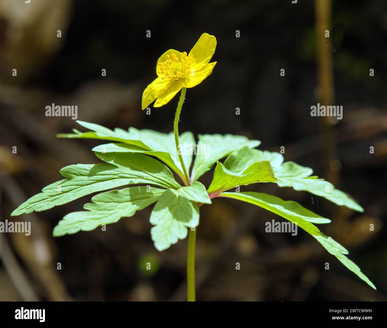 yellow anemone, yellow wood anemone, or buttercup anemone, in latin ...