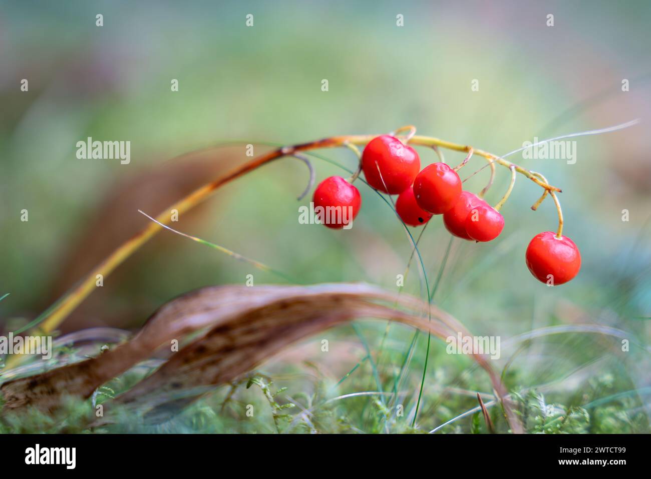 Lily of the valley (Convallaria majalis) fruits. Bright red berries of Lily of the valley. Convallaria majalis berries in autumn. Stock Photo