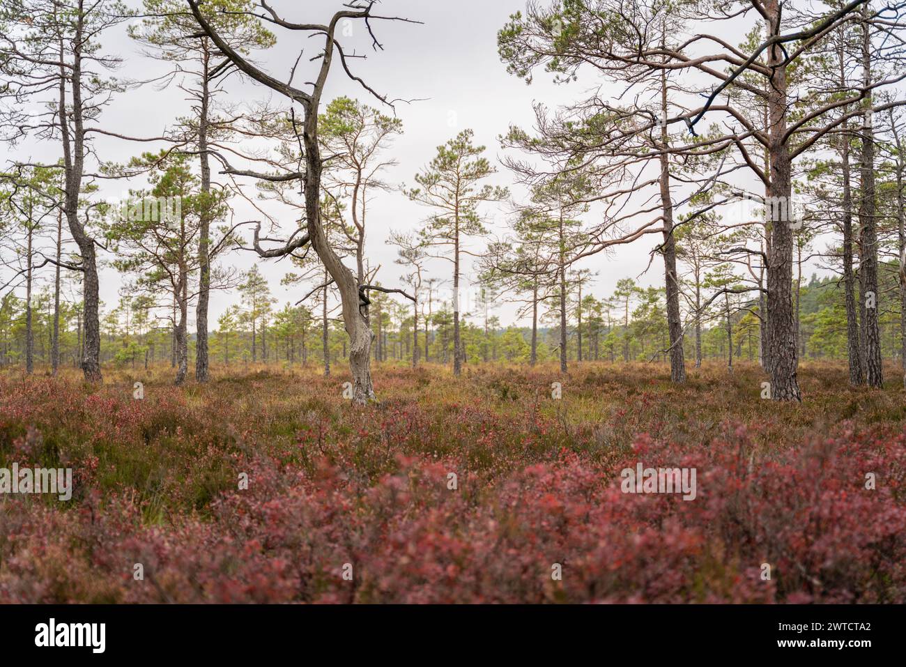 Curved  pine in the swamp. Autumn landscape of bog pines in a raised bog. Autumn colors. Stock Photo