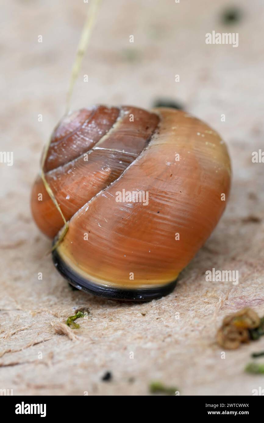 Natural vertical closeup on a green colored Lemon snail, Cepaea nemoralis, sitting on wood Stock Photo