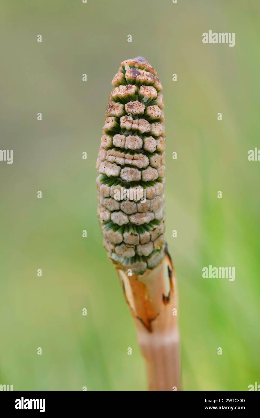 Detailed vertical closeup on an emerging field horsetail, Equisetum arvense Stock Photo